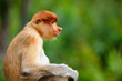 Proboscis monkey