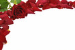 Rosenblüten mit Rose freistehend