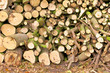 Baumschnitt, Gartenarbeit, Baumpflege, Rückschnitt, Brennholz