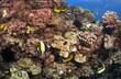Reef Scene in Kona Hawaii with Morish Idol and Butterfly Fish