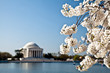 Washington DC Jefferson Memorial with Cherry Blossoms