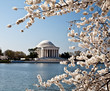 Washington DC Jefferson Memorial with Cherry Blossoms Washington DC Jefferson Memorial with Cherry Blossoms