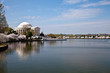 Washington DC Jefferson Memorial with Cherry Blossoms