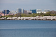 Washington DC Cherry Blossoms at Tidal Basin