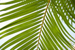 Palm leaf