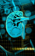 Illustration: kidney kidney