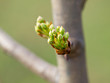 pear flowers