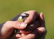 Blue tit