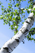 Trunk and green leaves of a birch against the sky Trunk and green leaves of a birch against the sky