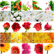 Many beautiful bright flowers on a white background Many beautiful bright flowers on a white background