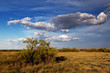 Spring in the steppes Spring in the steppes