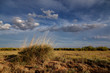 Spring in the steppes Spring in the steppes