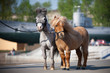 Miniature horses in city