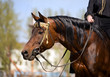 Arabian bay horse portrait