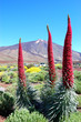 Echium wildpretii plant also known as tower of jewels, red buglo