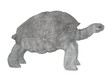 3d render of geochelone nigra