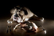 English bulldog with raw chicken