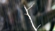 Video: Branch in the rain Branch in the rain