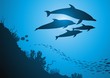 Dolphins
