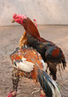 fighting cock