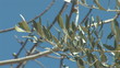 Video: olive tree olive tree