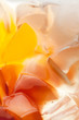 Fruit Jelly Background