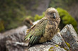 Photo: Portrait of Kea Portrait of Kea