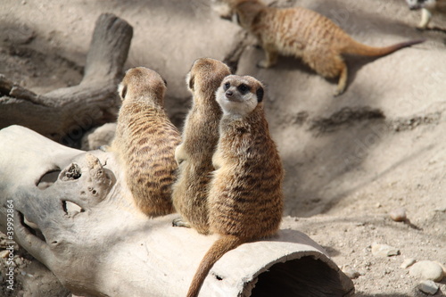 Foto: Suricata Suricata