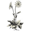 Fleurs D'Arnica