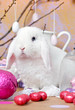 Osterhase Osterhase