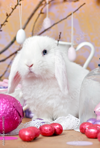 Photo: Osterhase Osterhase
