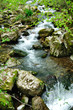 Forest spring