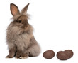 A chocolate lionhead bunny rabbit with chocolate eggs
