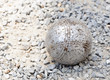 Petanque ball