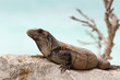 Wild iguana
