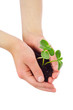 Sprouts in child's hands