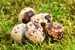 Eier