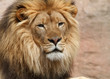 Lion Male