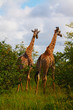 Two giraffes