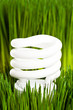 Compact Fluorescent Lightbulb