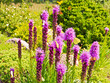 Flowers and butterflies on a sunny day Flowers and butterflies on a sunny day