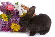 Rabbit and bouquet of flowers Rabbit and bouquet of flowers