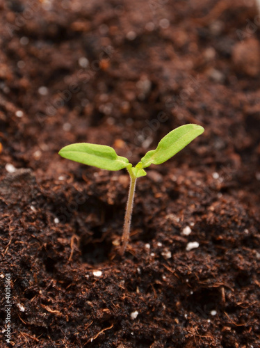 Foto: Young seedling Young seedling