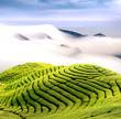 Dramatic clouds and tea garden for background or texture use