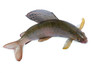 Arctic grayling or trout