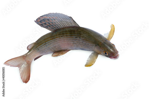 Photo: Arctic grayling or trout Arctic grayling or trout