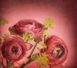 Ranunculus Ranunculus