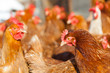 chicken farm