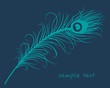 beautiful peacock feather, wilderness, India