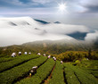 Dramatic clouds and tea garden for background or texture use